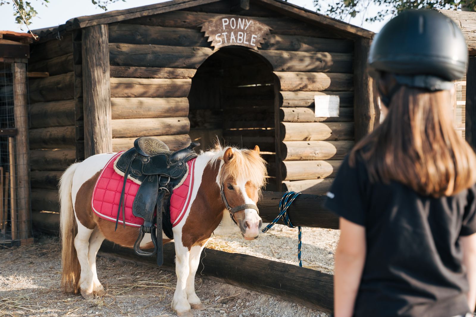 A child meeting and feeding a gentle horse