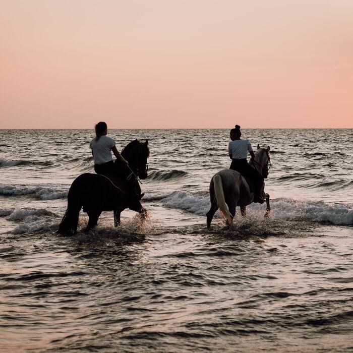 Swimming with horses in the sea