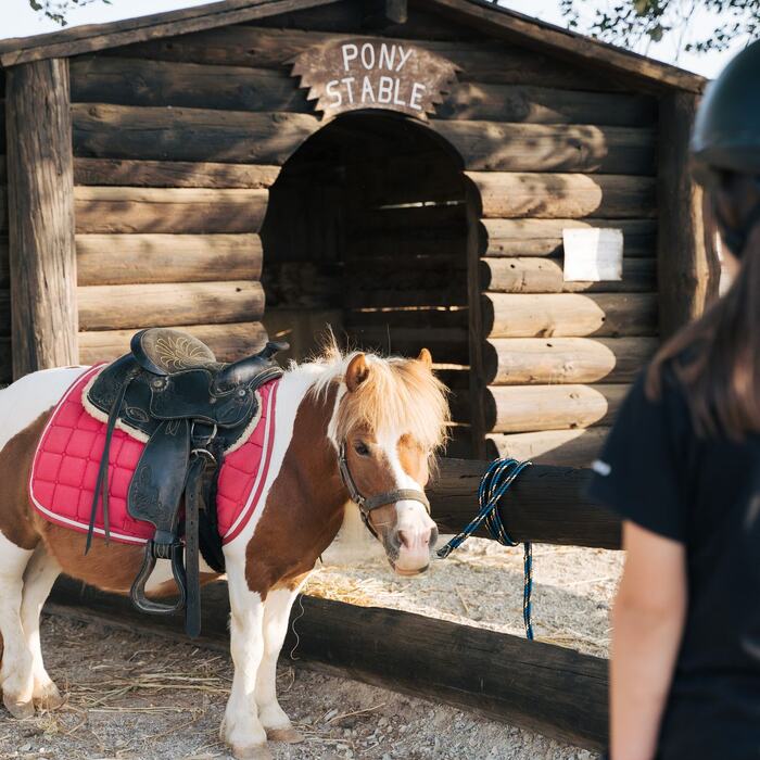 Feeding the horses at the ranch