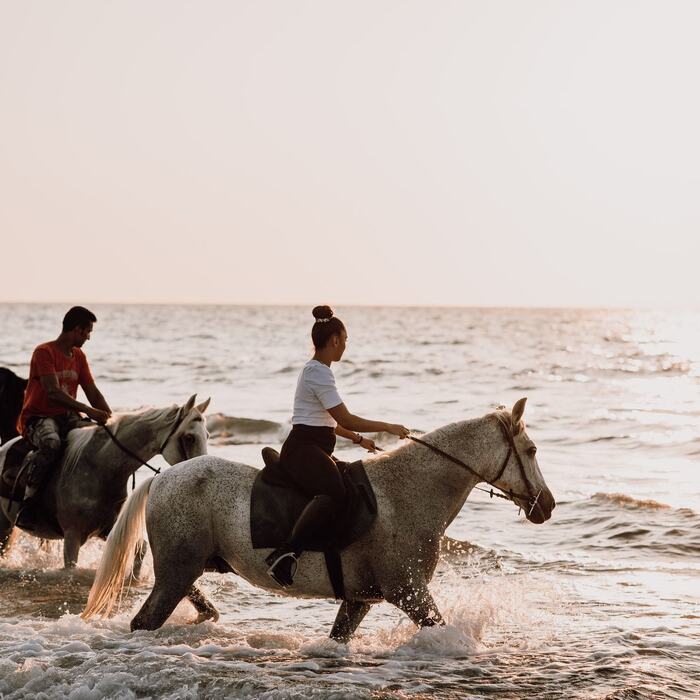 Swimming with horses in the sea