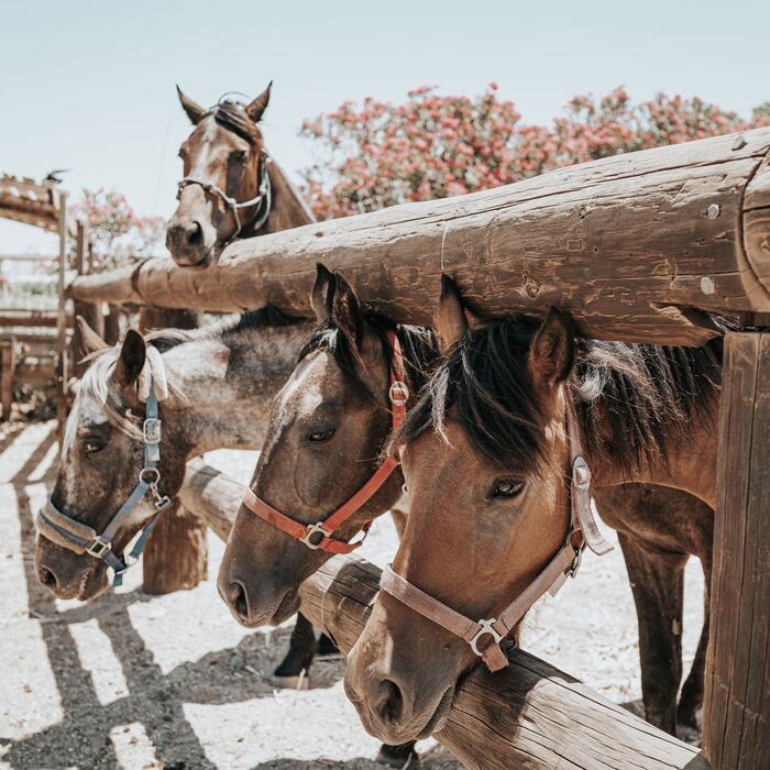 Horses and riders at The Ranch Kos