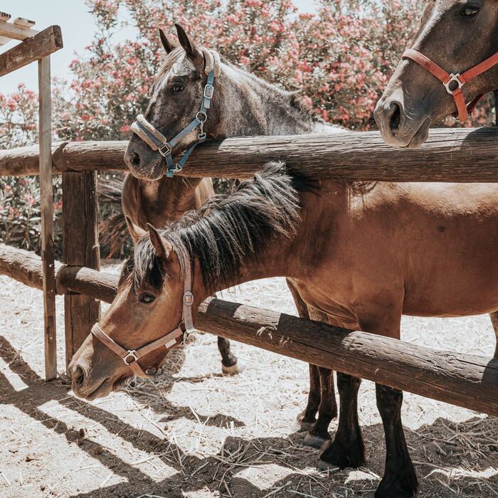 Horses and riders at The Ranch Kos