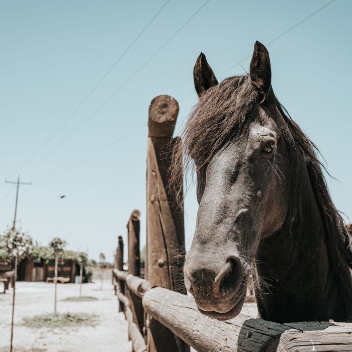 Horses and riders at The Ranch Kos