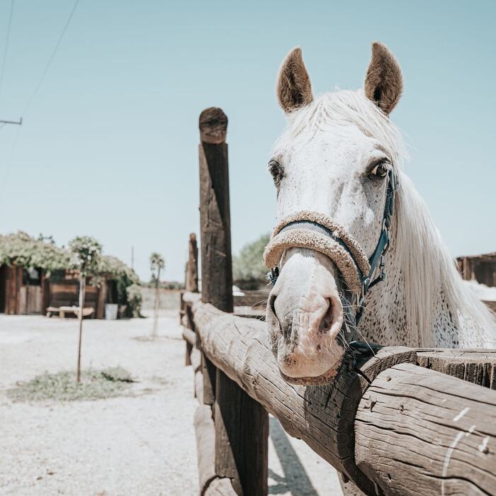 Horses and riders at The Ranch Kos