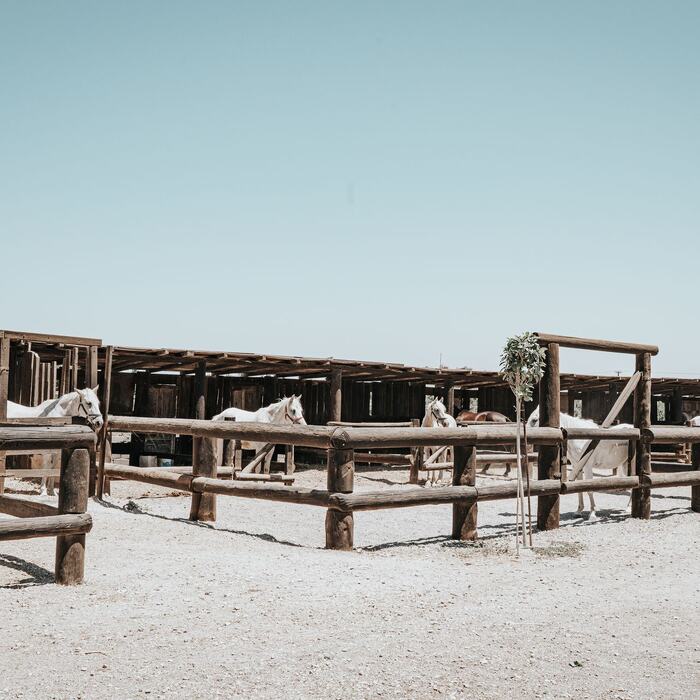 Horses and riders at The Ranch Kos