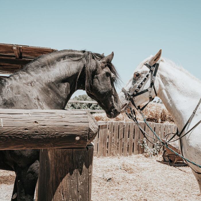 Horses and riders at The Ranch Kos
