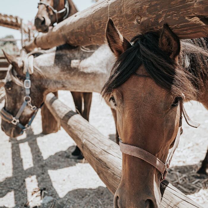 Horses and riders at The Ranch Kos