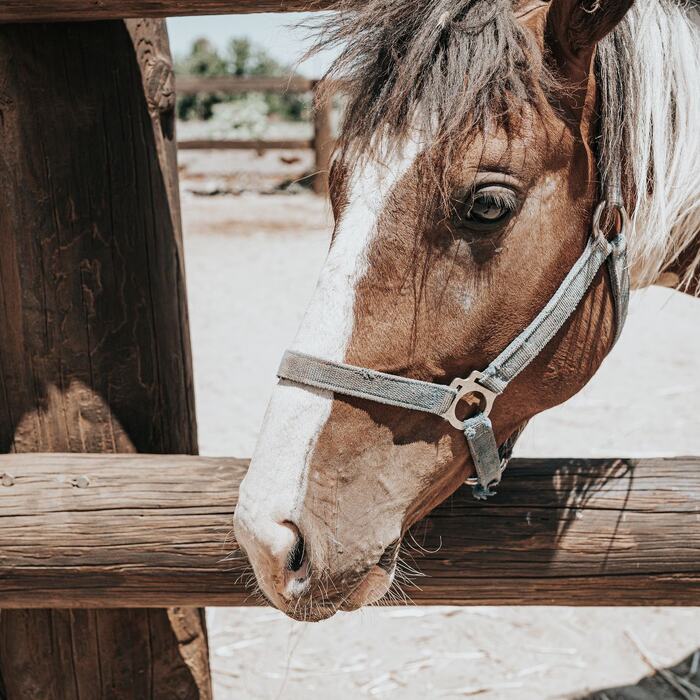 Horses and riders at The Ranch Kos