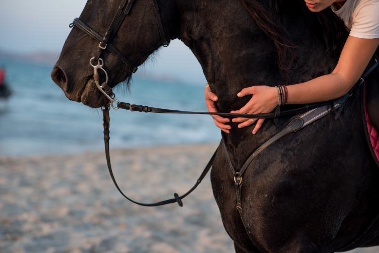Fresian horse portrait