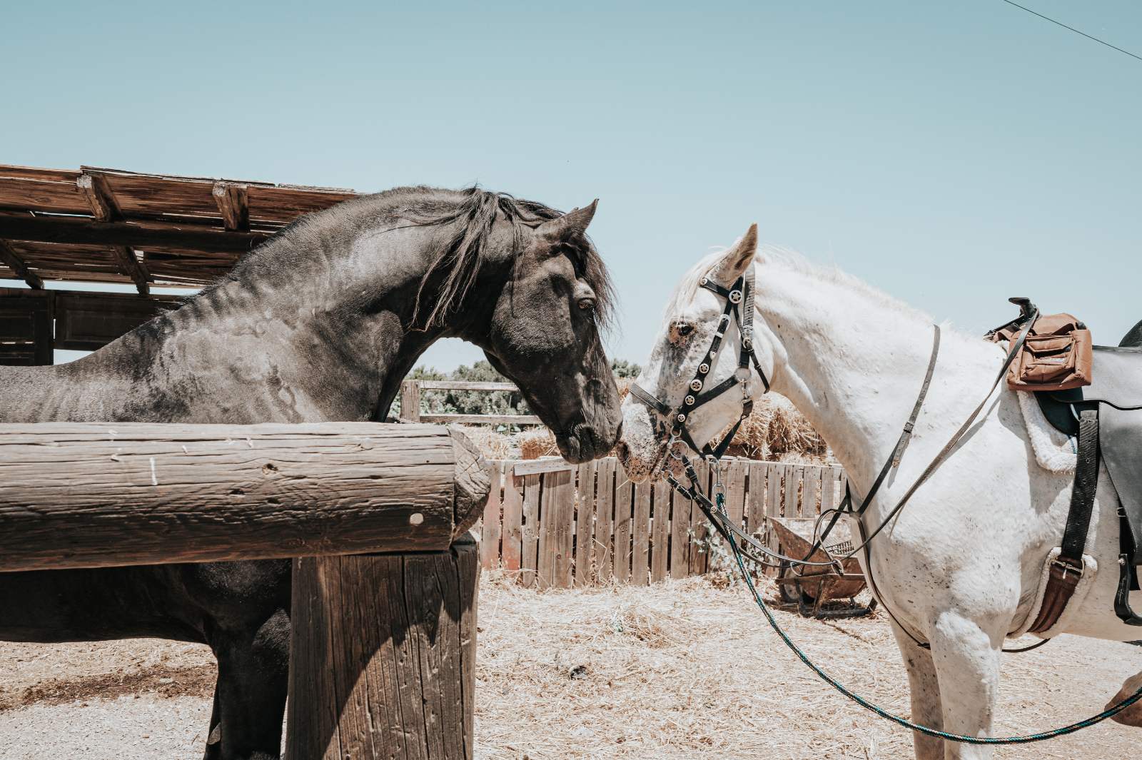 The Ranch Kos Horses