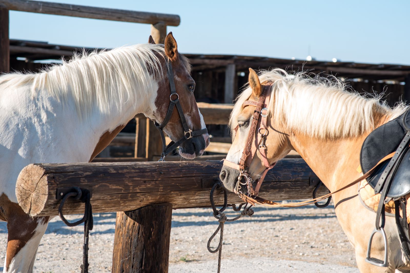 horseback riding Kos island